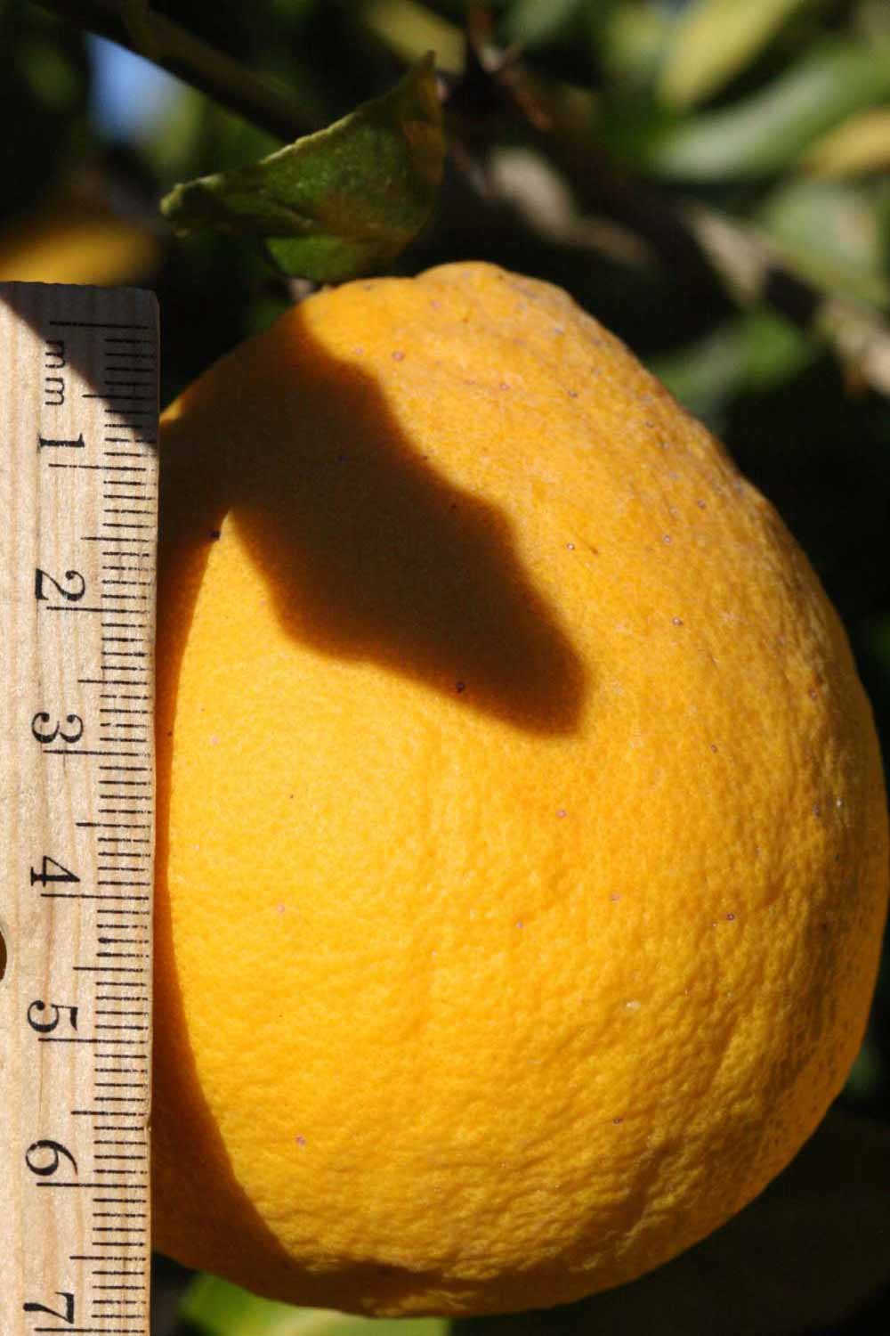              Fruit (Riverside, CA)       